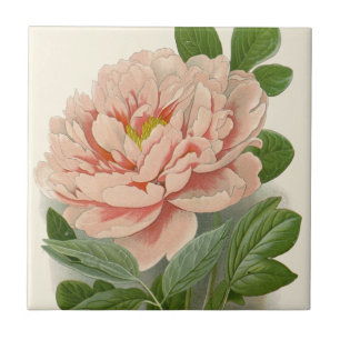 Träd Peony - Elegant Vintage Botaniskt utkast Kakelplatta