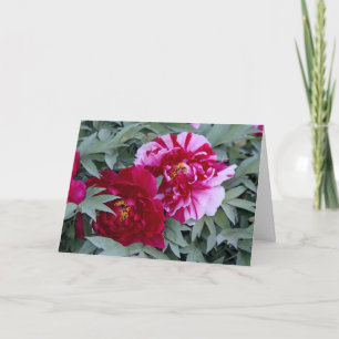 Träd Peony ’Shimi Nishiki’ Kort