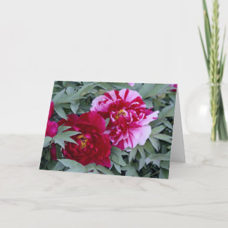 Träd Peony ’Shimi Nishiki’ Kort