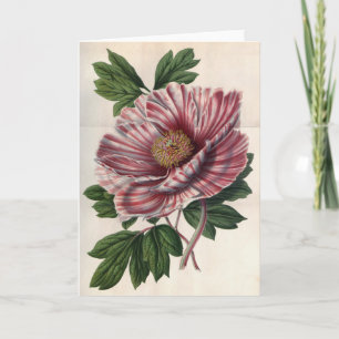 Träd Peony Vintage Note Card Kort