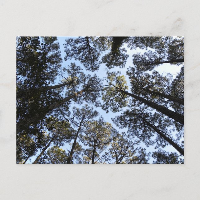 Träd perspektivvykort vykort (Framsida)