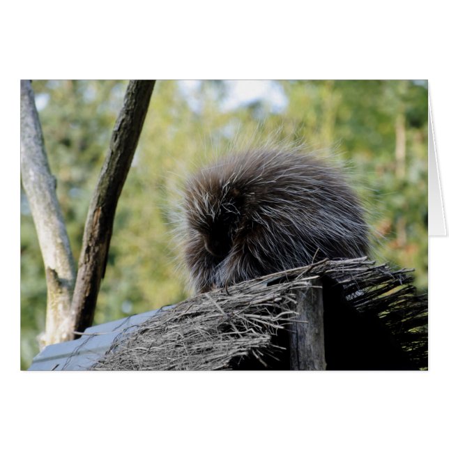 Träd Porcupine Hälsningskort (Framsidan Horizontal)