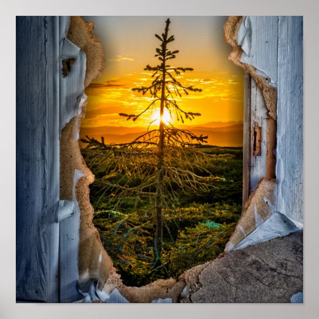 Träd Poster (Framsidan)