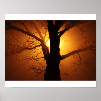 Träd Poster