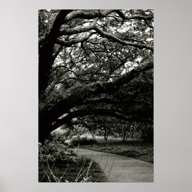 Träd Poster (Framsidan)