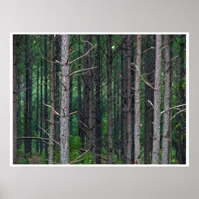 träd poster (Framsidan)