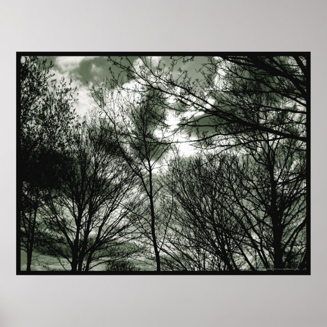 Träd | POSTER (Framsidan)