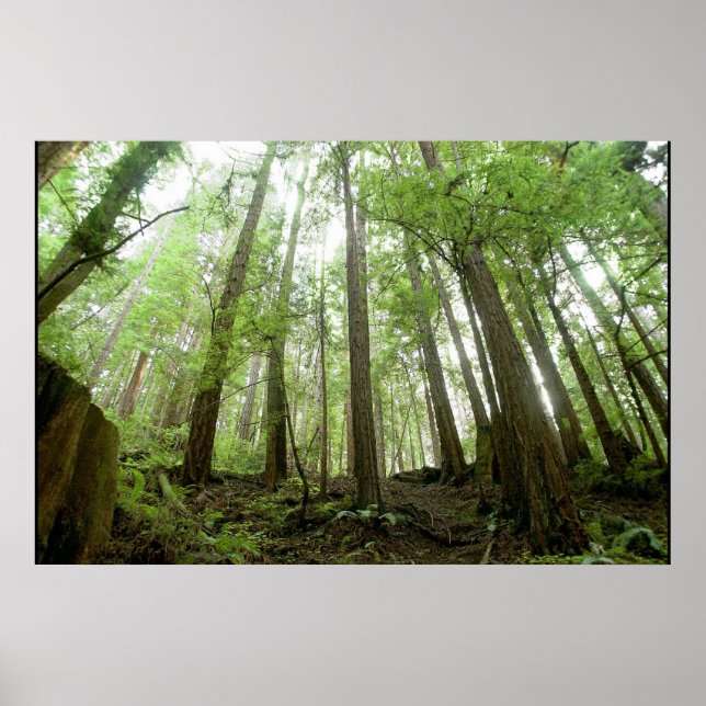 träd poster (Framsidan)