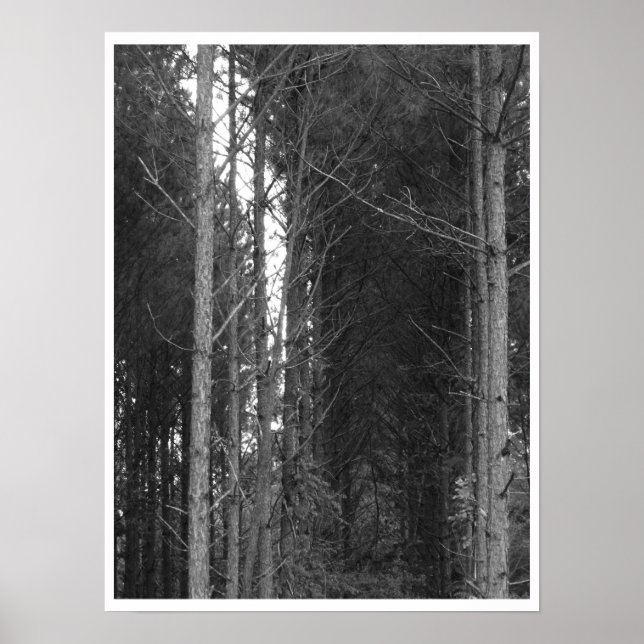 Träd Poster (Framsidan)