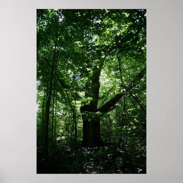 Träd Poster (Framsidan)