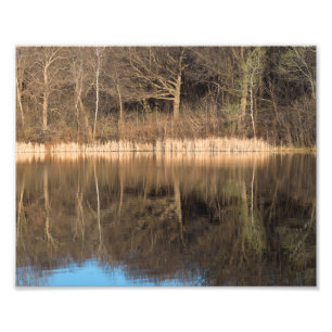 Träd Reeds och Reflection at Marthaler Park Fototryck