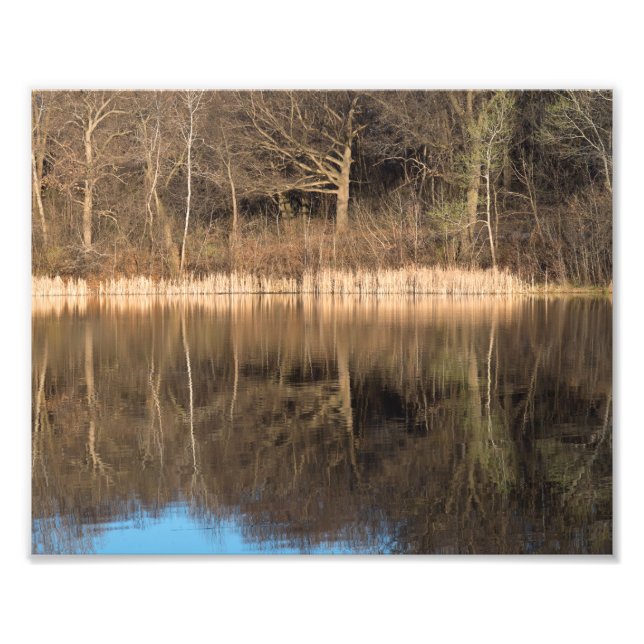 Träd Reeds och Reflection at Marthaler Park Fototryck (Framsidan)