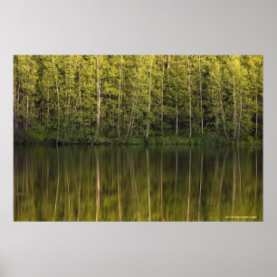 Träd reflekterade i vatten poster