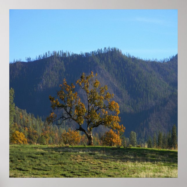 Träd ringer till mig.... poster (Framsidan)