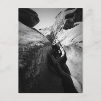 Träd Root in Crevice Vykort