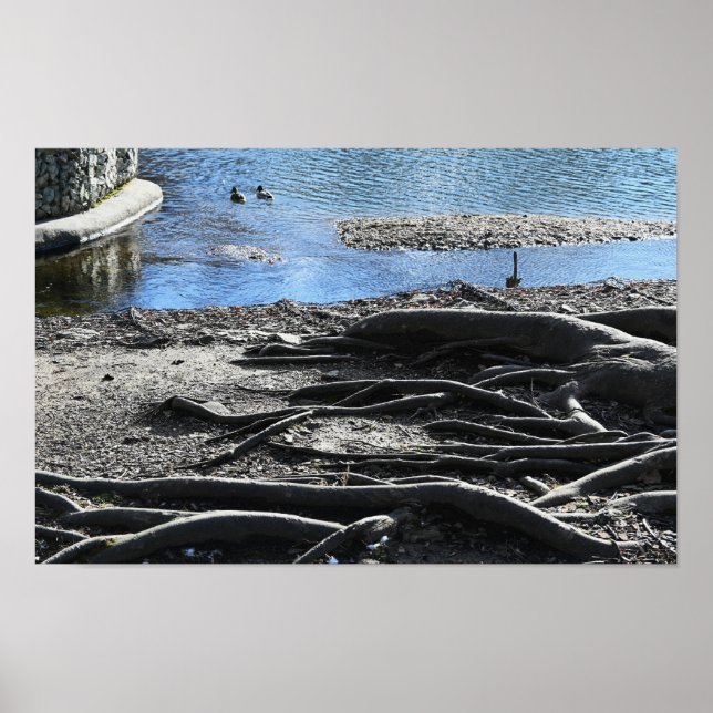 Träd Roots Photo Poster (Framsidan)