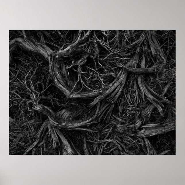 Träd Roots Poster (Framsidan)