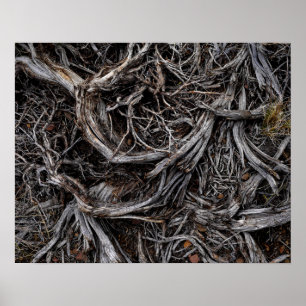 Träd Roots Poster