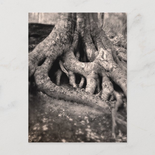 Träd Roots vykort (Framsida)