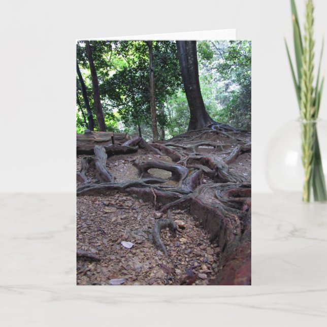 Träd rotar på Mt. Kurama Kort (Framsida)