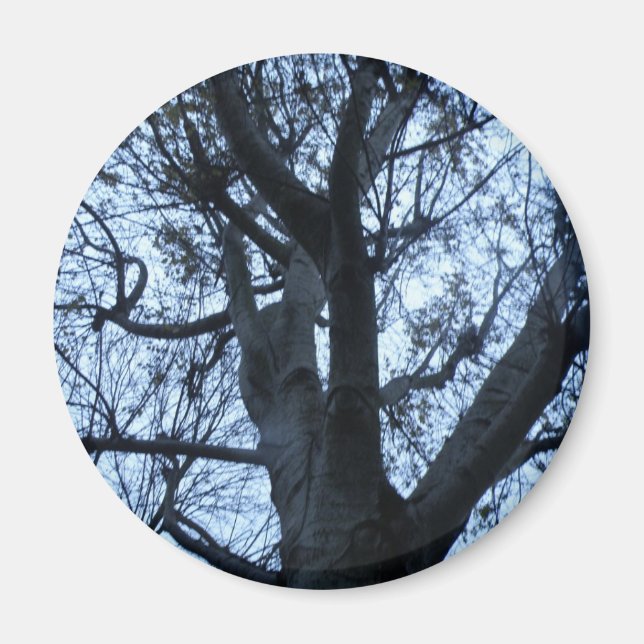Träd Silhouette-fotot Magnet (Framsidan)