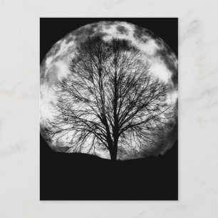 Träd Silhouette framför en fullmoon Vykort
