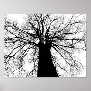 Träd Silhouette i Black and White Poster