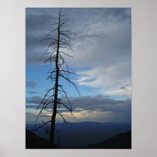 Träd Silhouette Poster