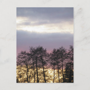 Träd Silhouettes i Dusk Vykort