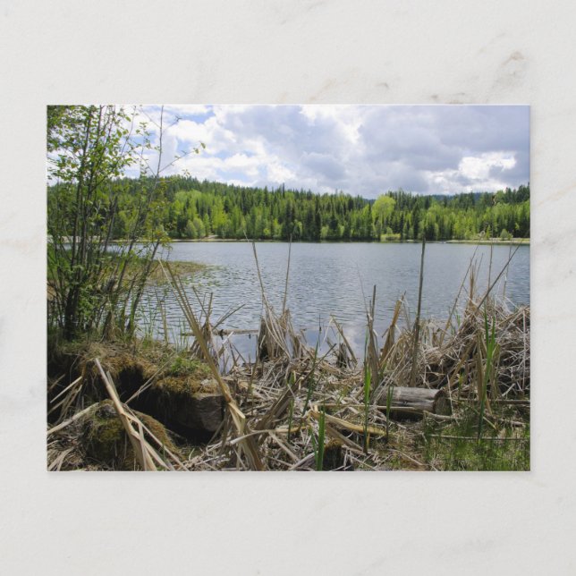 Träd Sjö och Himmel Marshall Sjö gräns B.C. Vykort (Framsida)