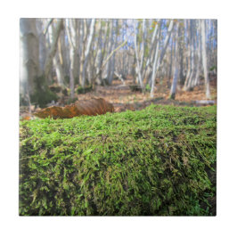 Träd Slumbers in Autumn Moss - Anpassningsbar Cera Kakelplatta
