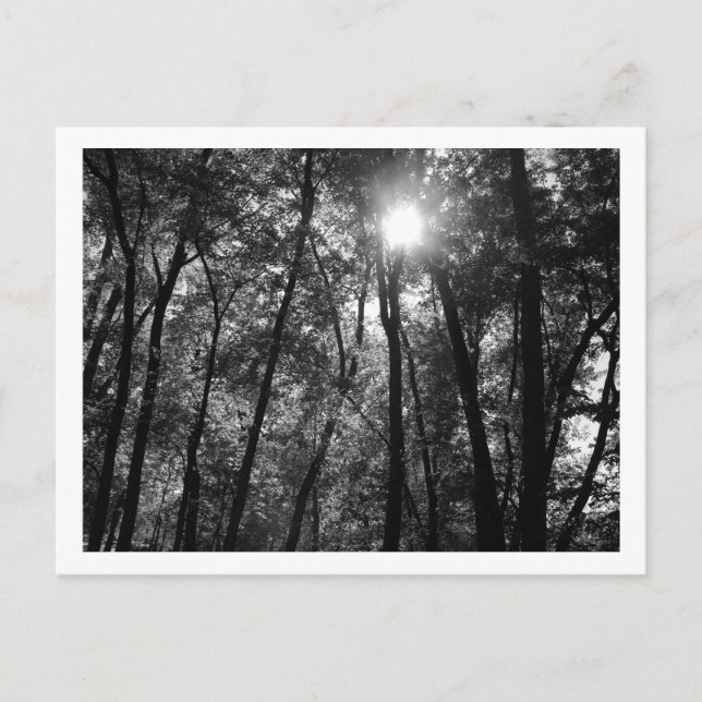 Träd & Sol (1) vykort (Framsida)