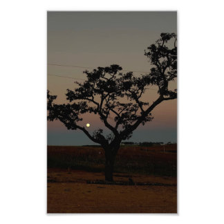 Träd Solnedgång Vägg Natur Fotografi Rustik Hem