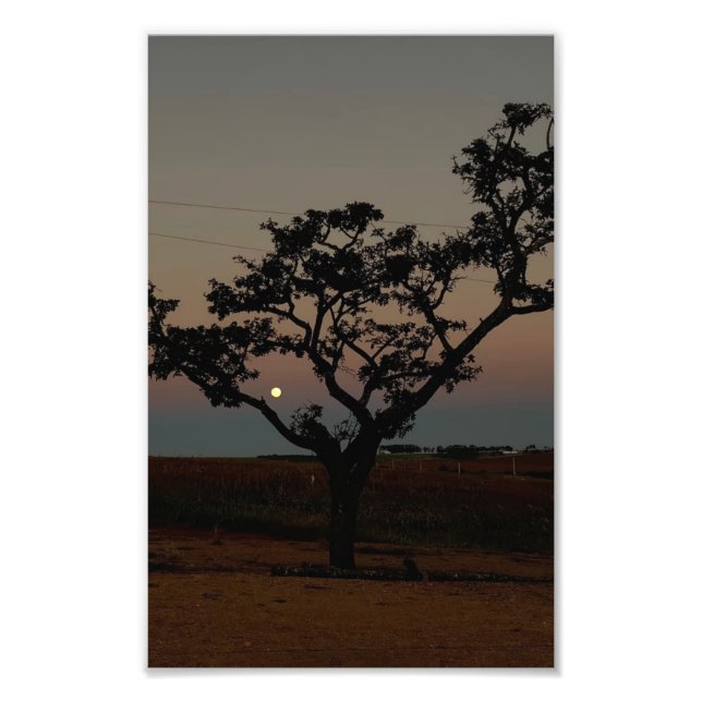 Träd Solnedgång Vägg Natur Fotografi Rustik Hem (Framsidan)