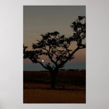 Träd Solnedgång Vägg Natur Fotografi Rustik Hem