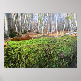 Träd som fallit i höstmoss - Personligt Poster