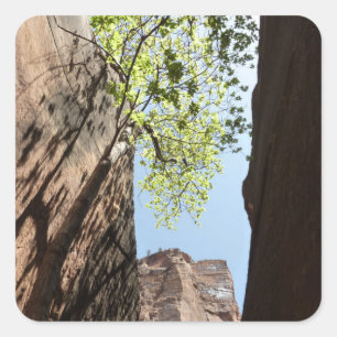 Träd som växer mellan stenar vid Zion National Par Fyrkantigt Klistermärke