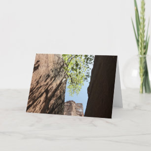 Träd som växer mellan stenar vid Zion National Par Kort