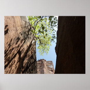 Träd som växer mellan stenar vid Zion National Par Poster