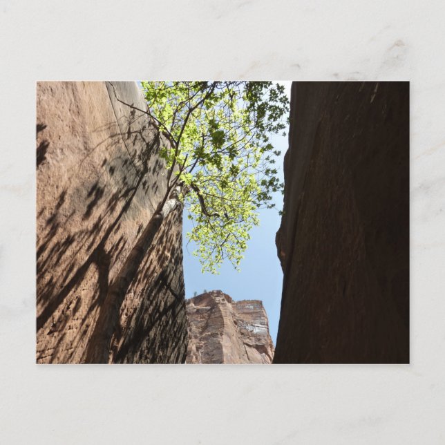 Träd som växer mellan stenar vid Zion National Par Vykort (Framsida)