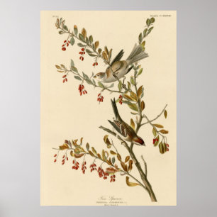 Träd Sparrow Poster
