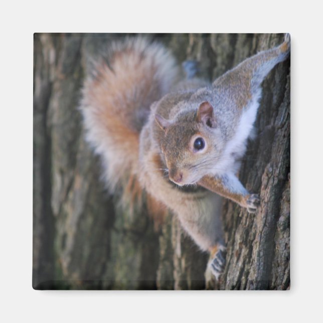 Träd Squirrel Magnet (Framsidan)