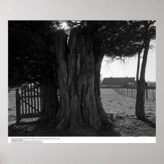 Träd Stump, Grind, och Distant Barn, mars 1962 Poster