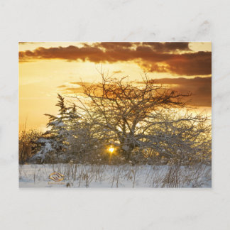 Träd Sunset Winter Vermont Vykort