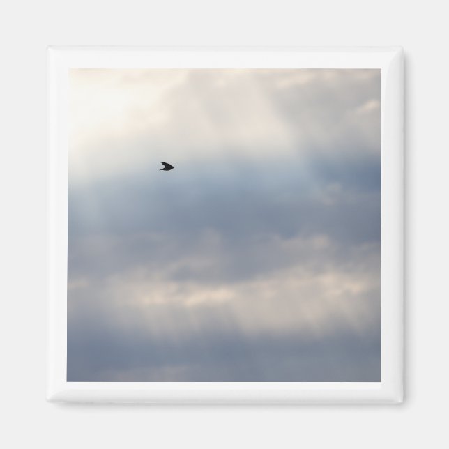 Träd Sväljer 2 x 2 magnet (Framsidan)