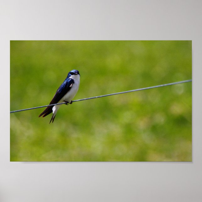 Träd Sväljer fågel (Tachycineta bicolor) Poster (Framsidan)