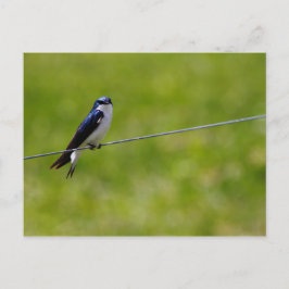 Träd Sväljer fågel (Tachycineta bicolor) Vykort