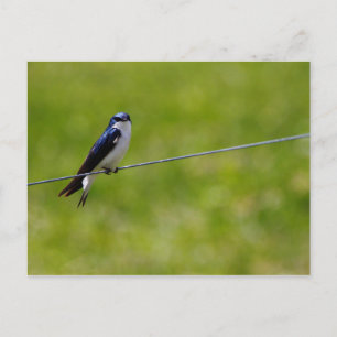 Träd Sväljer fågel (Tachycineta bicolor) Vykort
