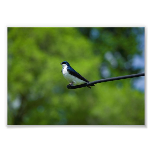 Träd Sväljer Fototryck (Framsidan)