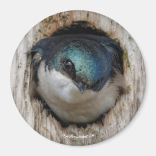 Träd Sväljer i en Nestbox Magnet